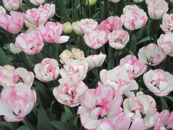 High angle view of pink flowering plants