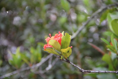 Close-up of red flowering plant