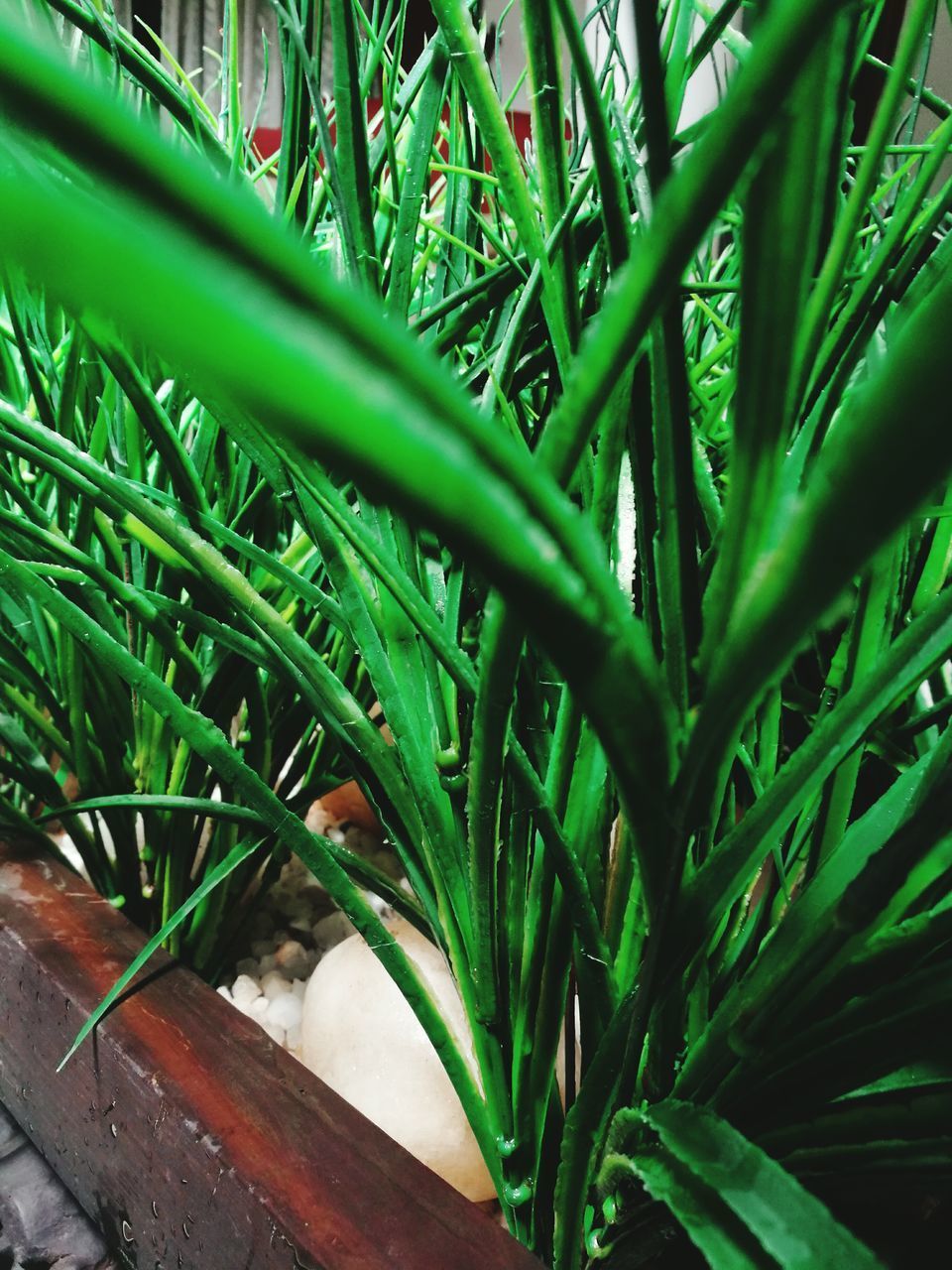 CLOSE-UP OF FRESH GREEN PLANT IN FIELD