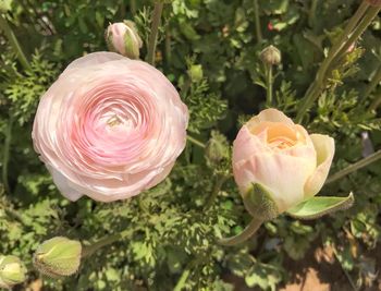 Close-up of pink rose flower