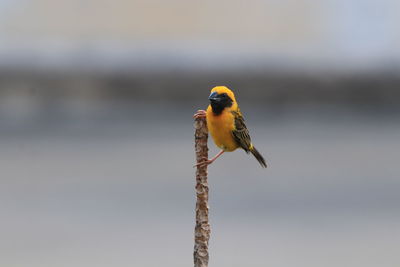 Close-up of bird perching on wood