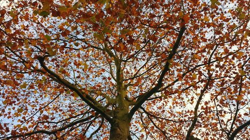 Low angle view of trees