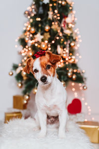 Dog on christmas tree