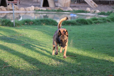 View of a dog on field