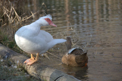 Close-up of white bird perching on log at lake