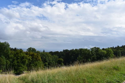 Trees on field against sky
