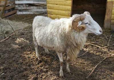 Sheep standing in a field