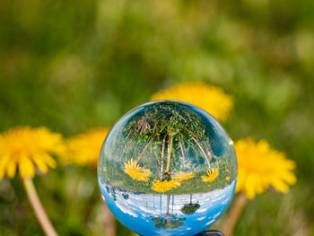 Close-up of crystal ball on glass