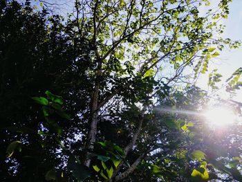 Low angle view of fresh green tree