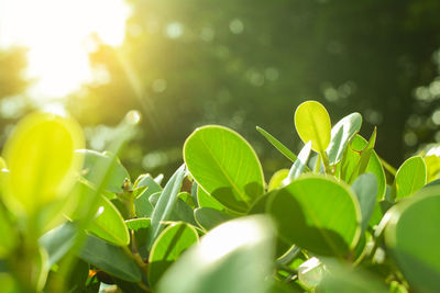 Close-up of plant growing on field