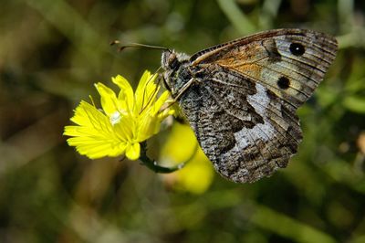 Close-up of butterfly on yellow flower