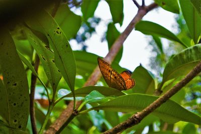 Low angle view of butterfly perching on tree