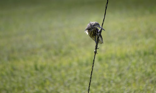 Close-up of a bird on a field