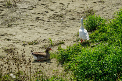 High angle view of bird perching on field