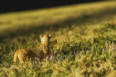 View of a cat on grass