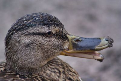 Close-up of a bird