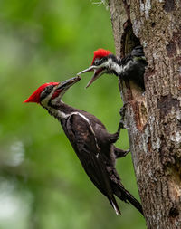 Bird perching on a tree