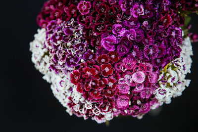 Close-up of pink rose flower against black background