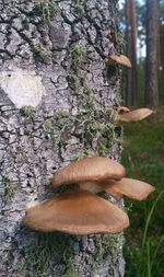 Close-up of fungus growing on tree trunk