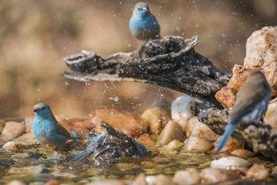 View of birds in water during winter