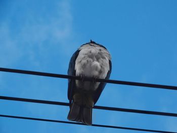 Low angle view of bird perching on cable against blue sky