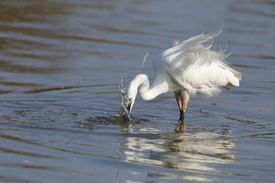 A little egret fishing