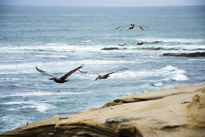 Seagulls flying over sea