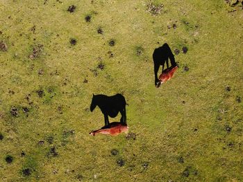 High angle view of a horse on field