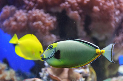 Close-up side view of naso tang fish in water