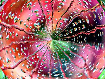 Full frame shot of raindrops on leaves