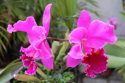 Close-up of pink flowers