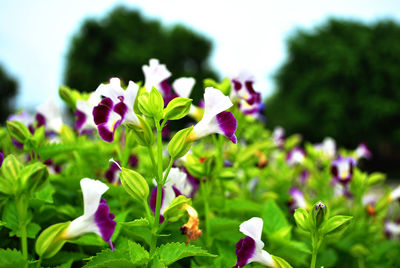 Close-up of purple flowers