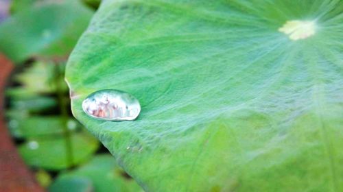 Close-up of water drop on leaf