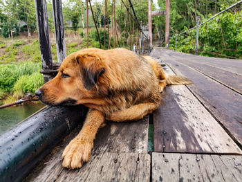 Dog relaxing on wooden floor