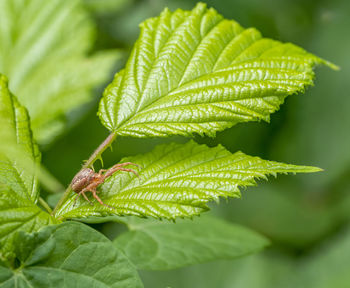 Close-up of insect on leaves