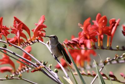Close-up of hummingbird perching on red flower