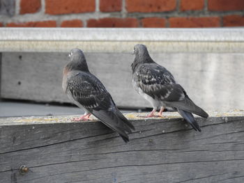 Close-up of pigeons perching on wall