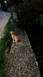 High angle view of a cat