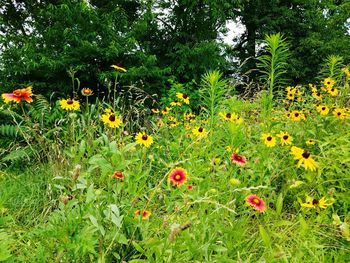 View of flowering plants on field