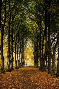 Trees in park during autumn