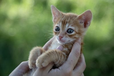 Portrait of kitten on hand