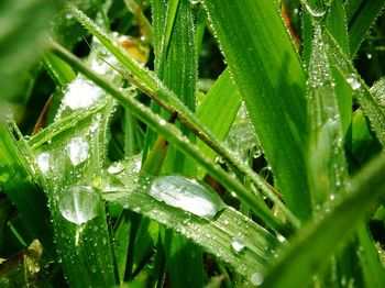 Close-up of water drops on grass