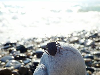 Close-up of insect against sky