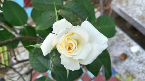 Close-up of white rose