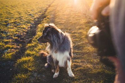 Dog sitting in a field