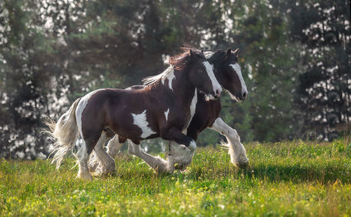 Horse running in a field