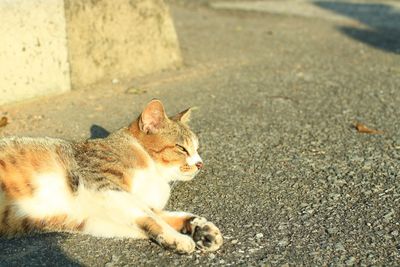 High angle view of cat relaxing on road