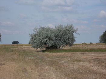 Trees on field against sky