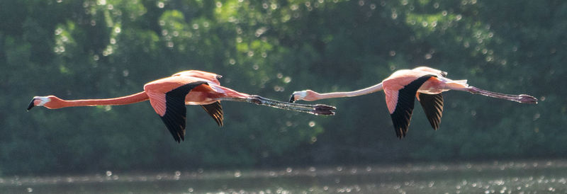 View of birds flying over water