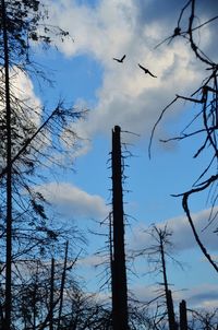 Birds in forest against sky